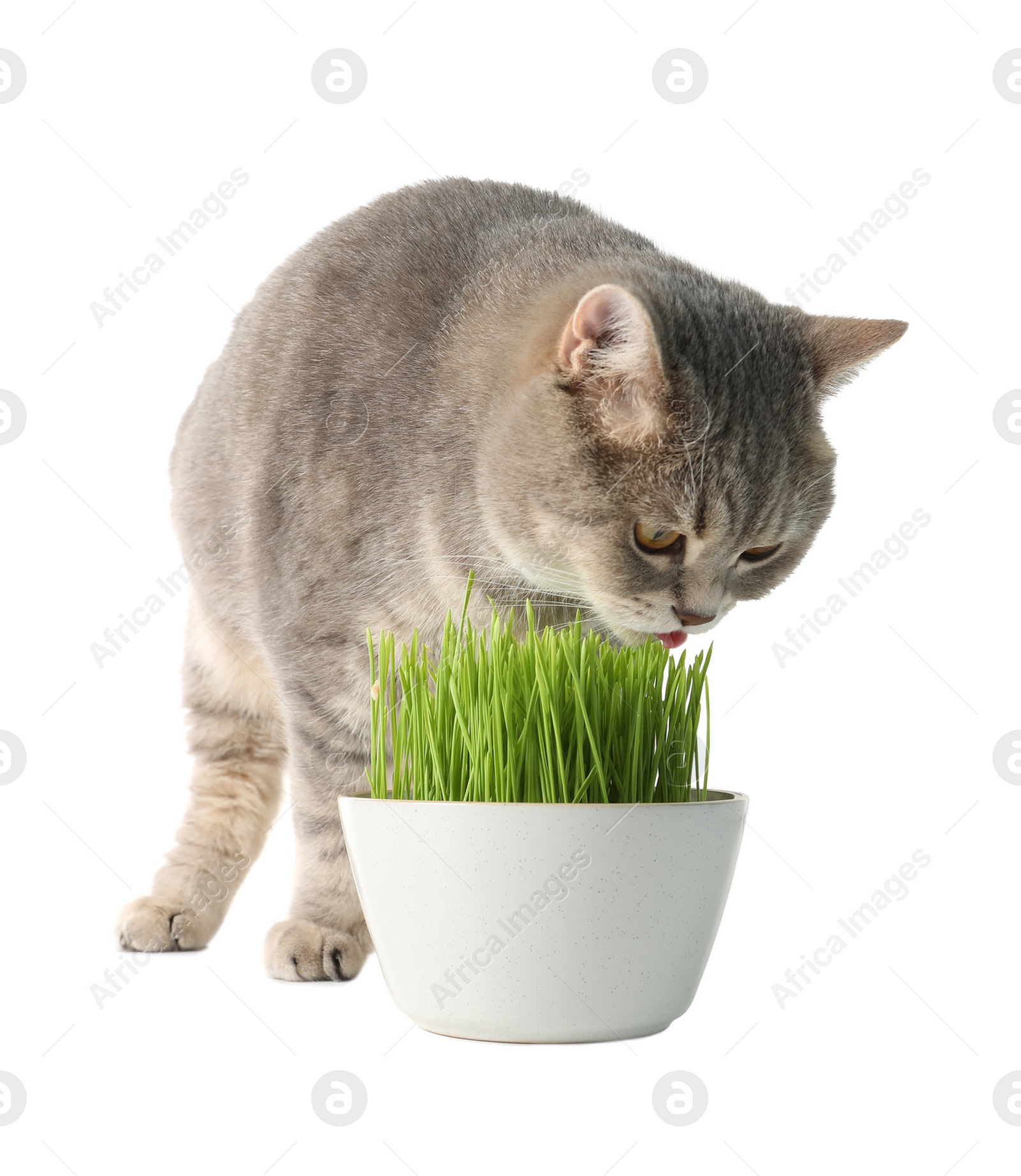 Photo of Cute cat near potted green grass isolated on white