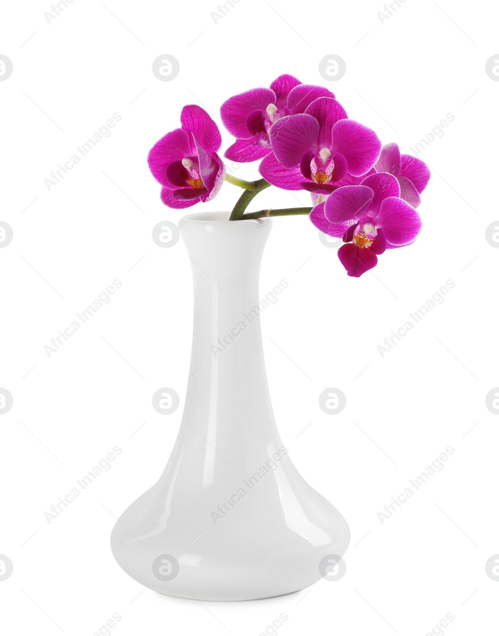 Photo of Orchid branch with beautiful flowers in vase on white background