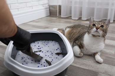 Photo of Man in gloves cleaning cat litter tray at home, closeup
