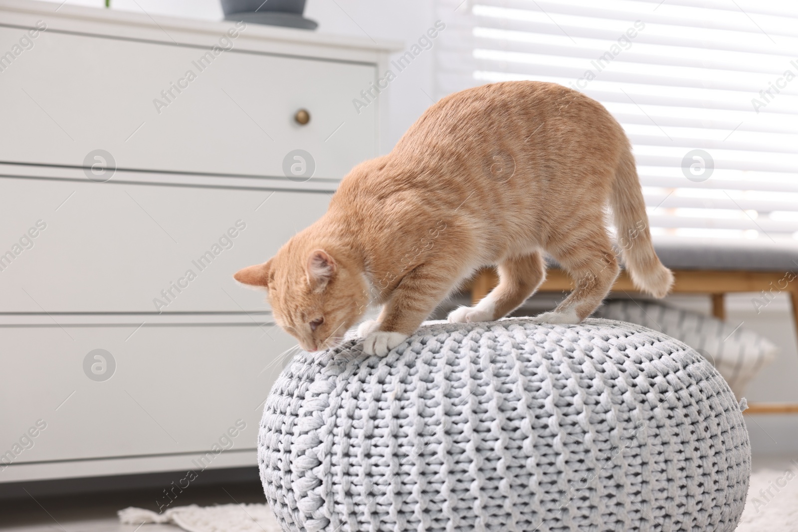 Photo of Cute ginger cat on pouf at home
