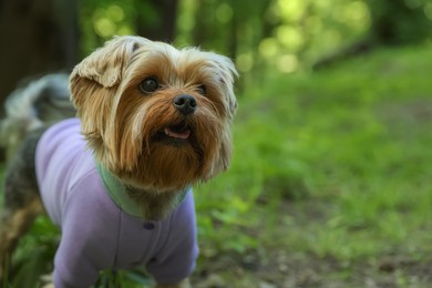 Photo of Cute Yorkshire terrier wearing stylish pet clothes in park, closeup view