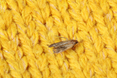 Common clothes moth (Tineola bisselliella) on yellow knitted fabric, closeup