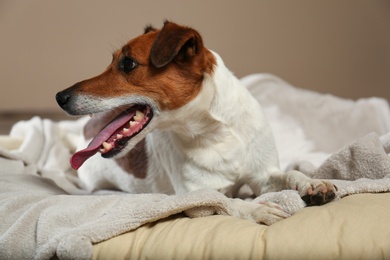 Photo of Adorable Jack Russell Terrier dog on plaid indoors. Cozy winter
