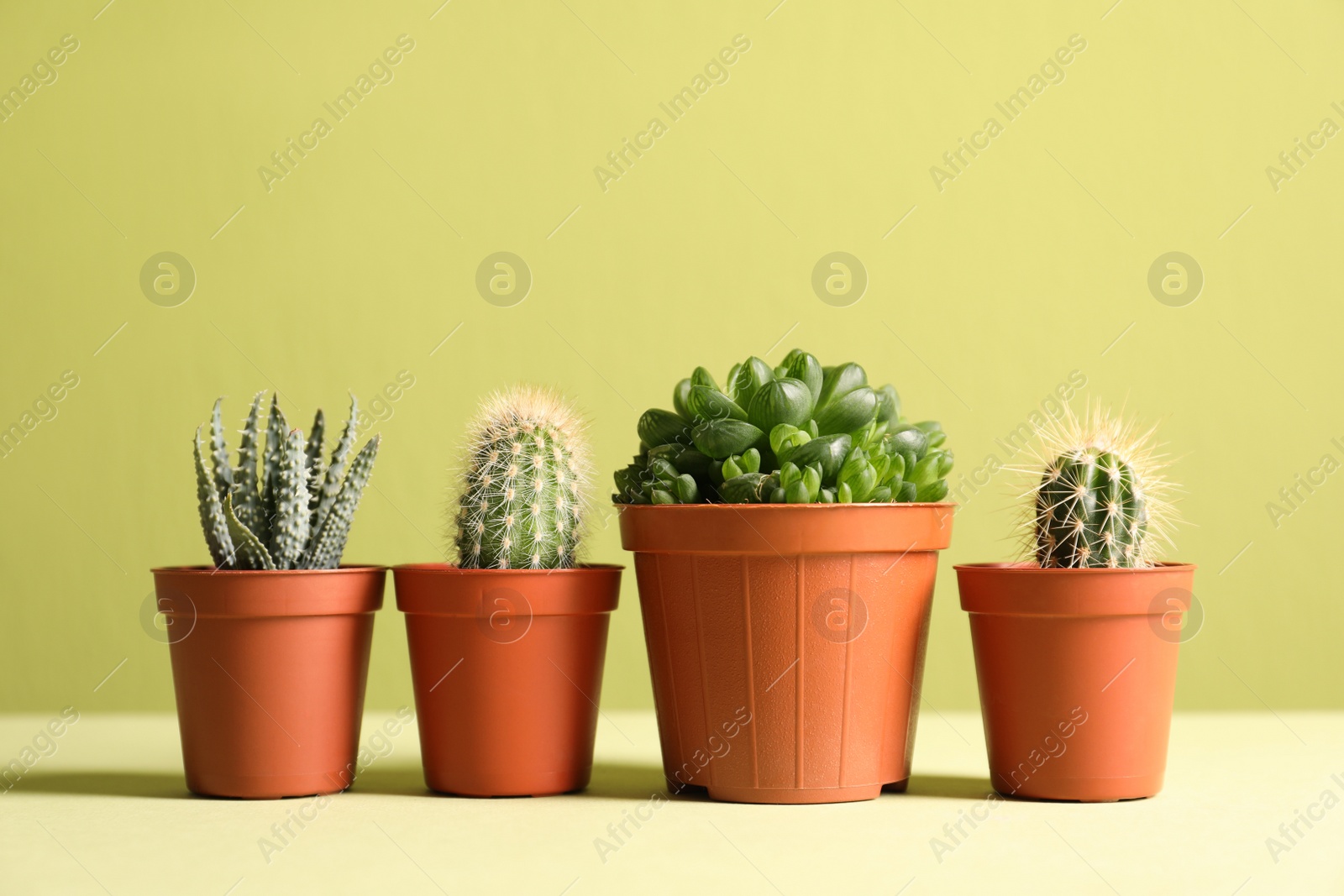 Photo of Beautiful succulent plants in pots on table against yellow green background, space for text. Home decor