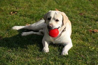Photo of Yellow Labrador with ball lying on green grass outdoors