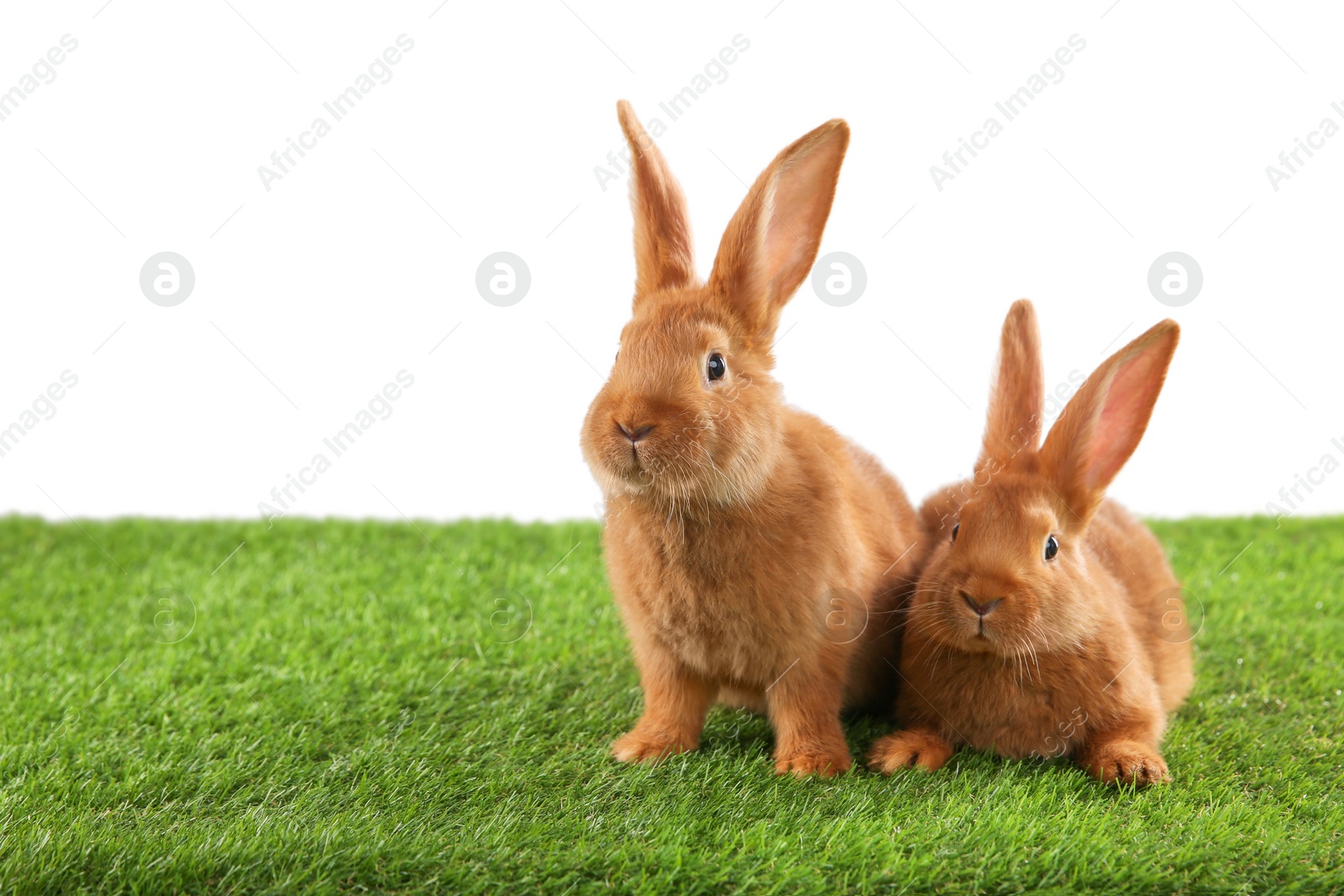 Photo of Cute bunnies on green grass against white background, space for text. Easter symbol