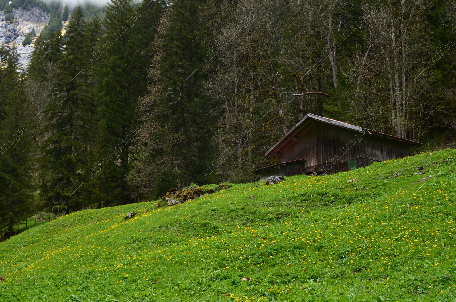 Photo of Picturesque view of house, conifer trees and plants in on green hill mountains