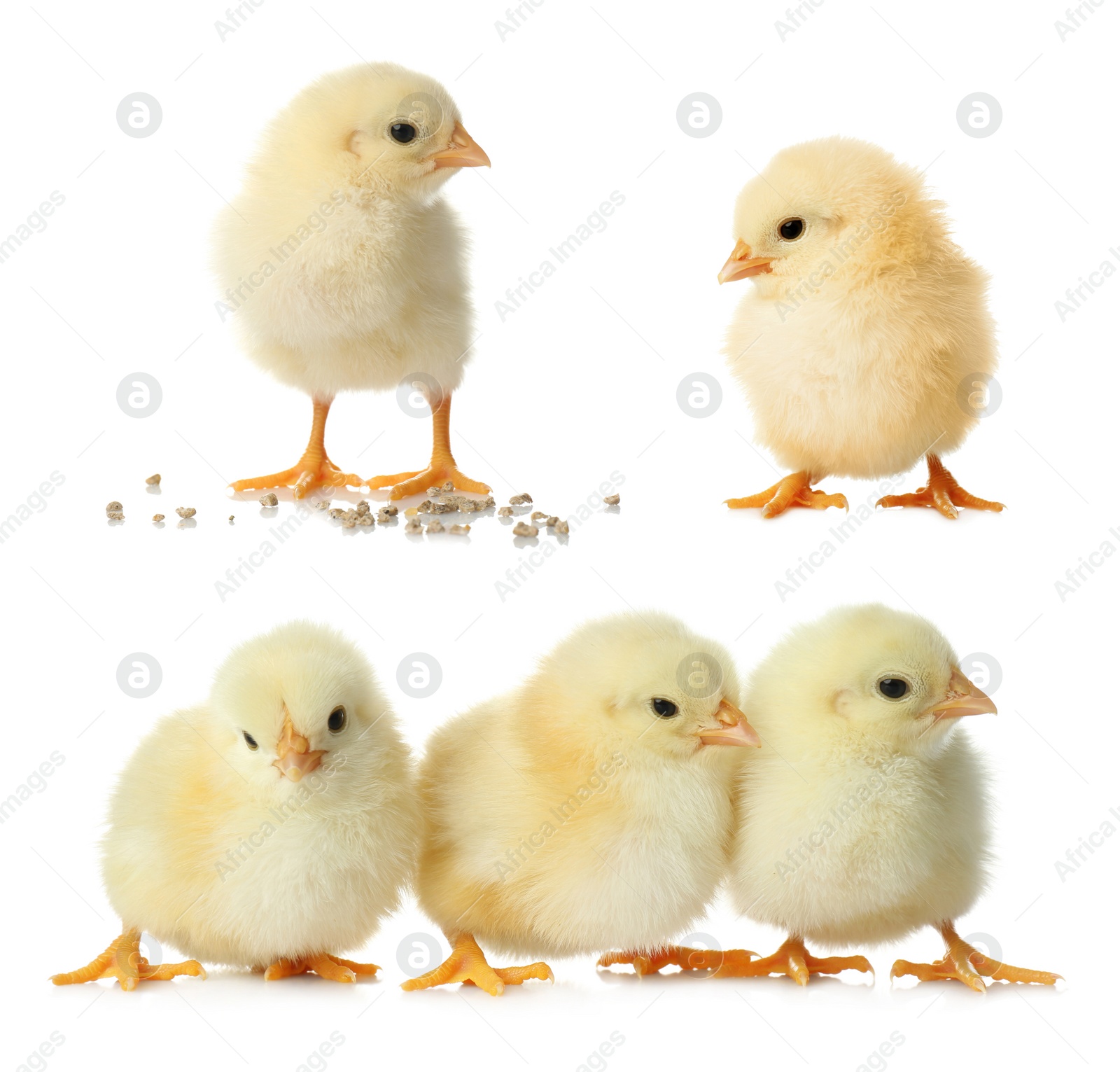 Image of Collage with cute fluffy chickens on white background. Farm animals