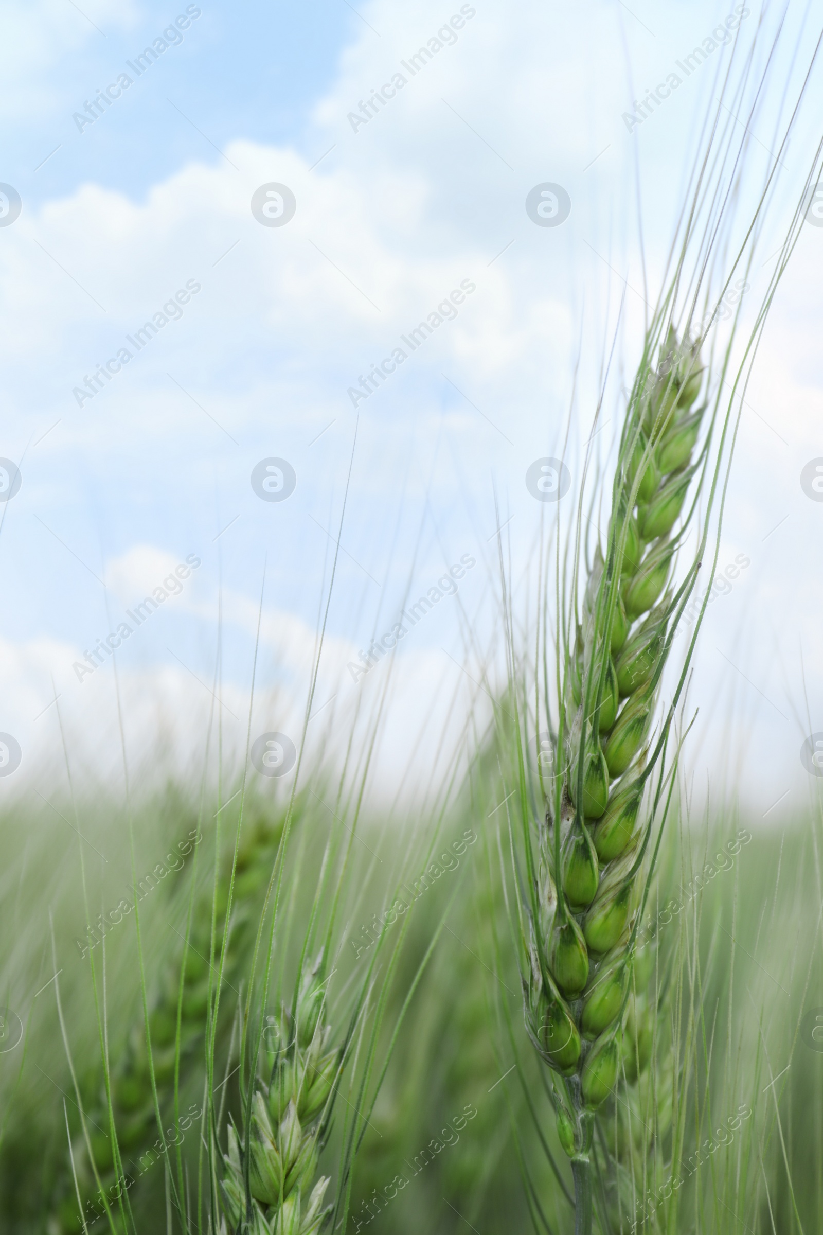 Photo of Beautiful wheat spike growing in field, closeup