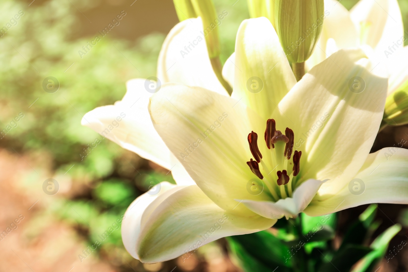 Photo of Beautiful blooming lily flowers in garden, closeup