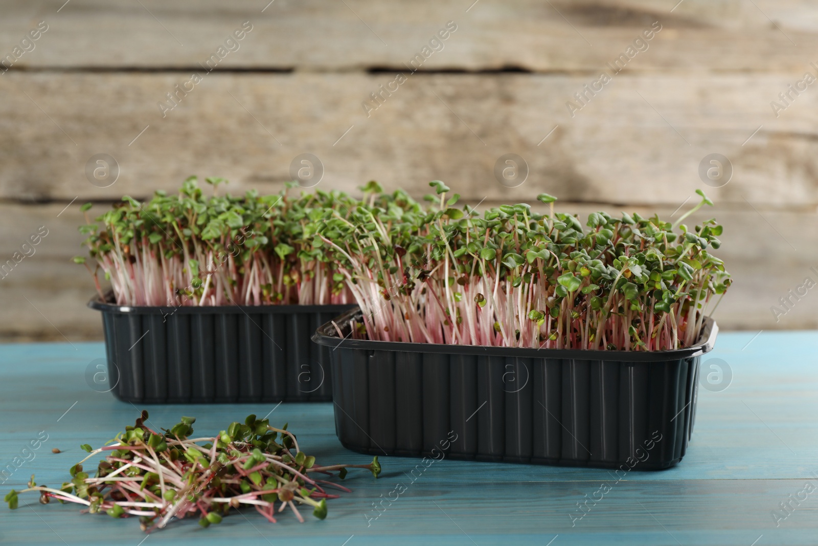 Photo of Fresh radish microgreens in plastic containers on turquoise wooden table