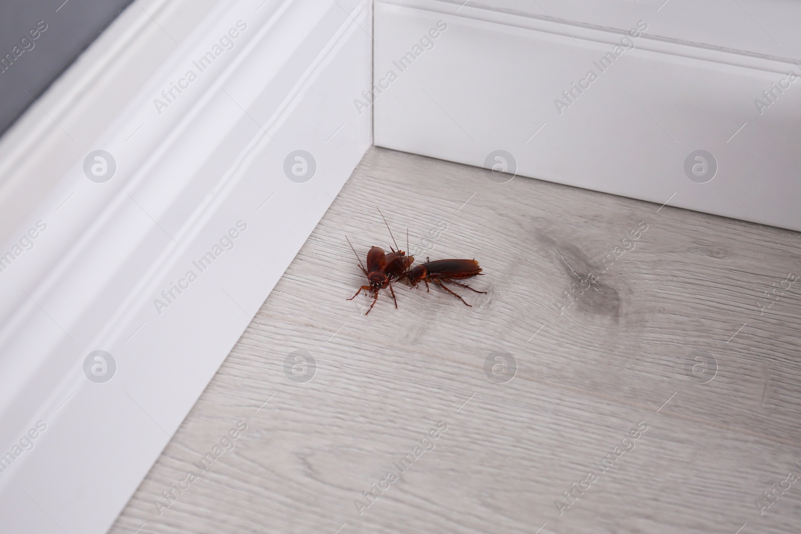 Photo of Cockroaches on wooden floor in corner at home. Pest control