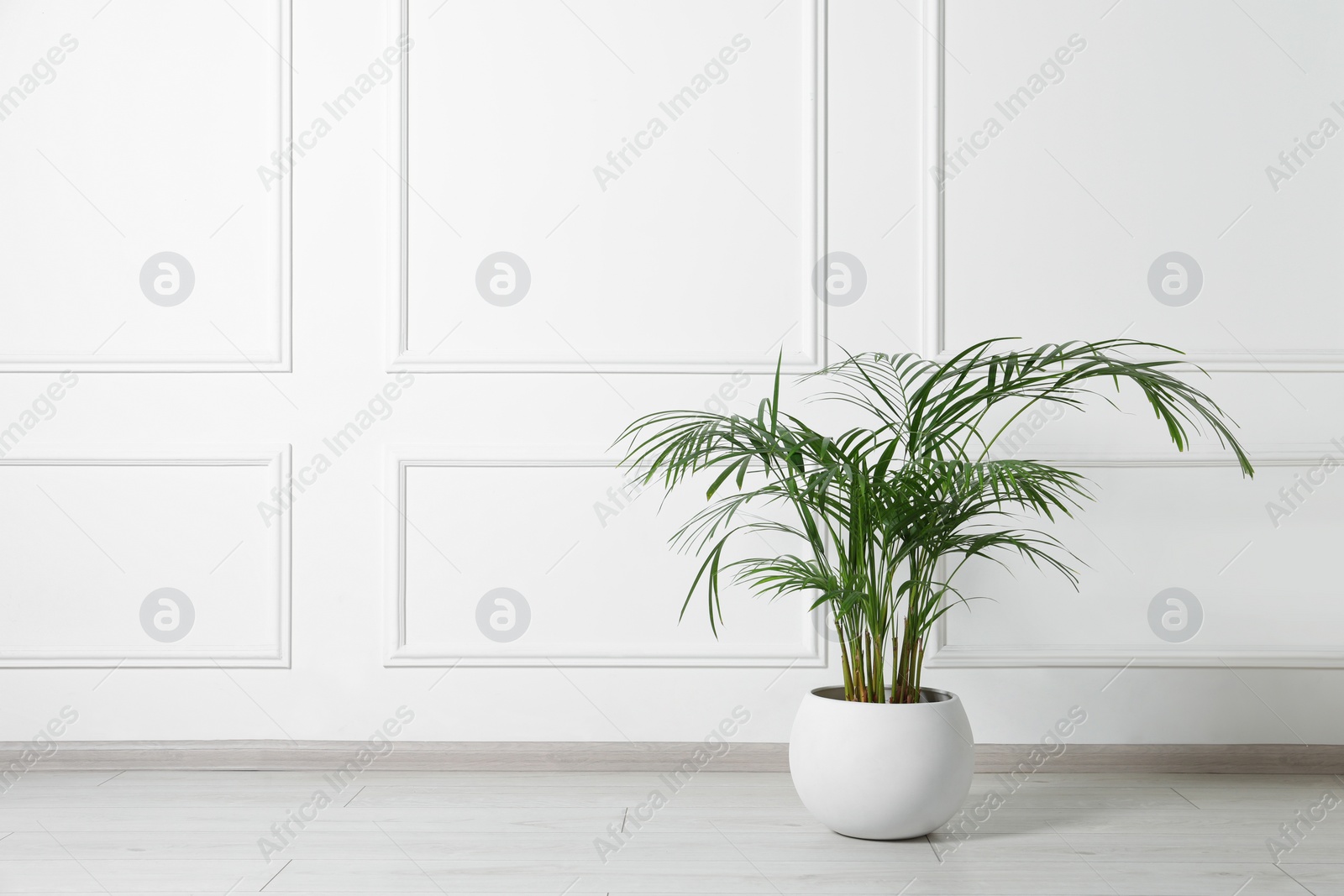 Photo of Potted chamaedorea palm on floor near white wall indoors, space for text. Beautiful houseplant