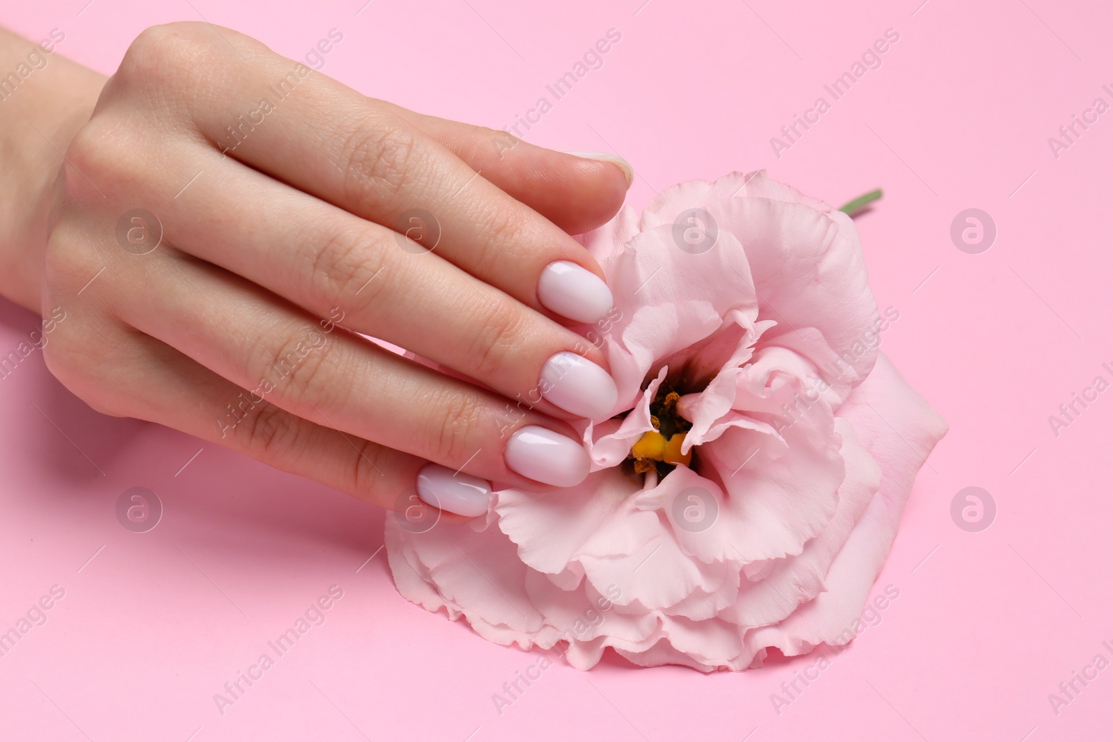 Photo of Woman with white nail polish touching eustoma flower on pink background, closeup