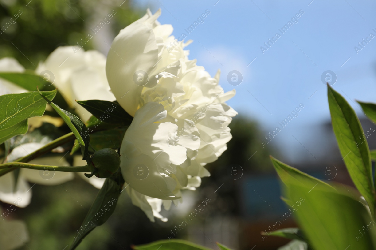 Photo of Closeup view of blooming white peony bush outdoors