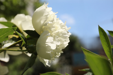 Closeup view of blooming white peony bush outdoors