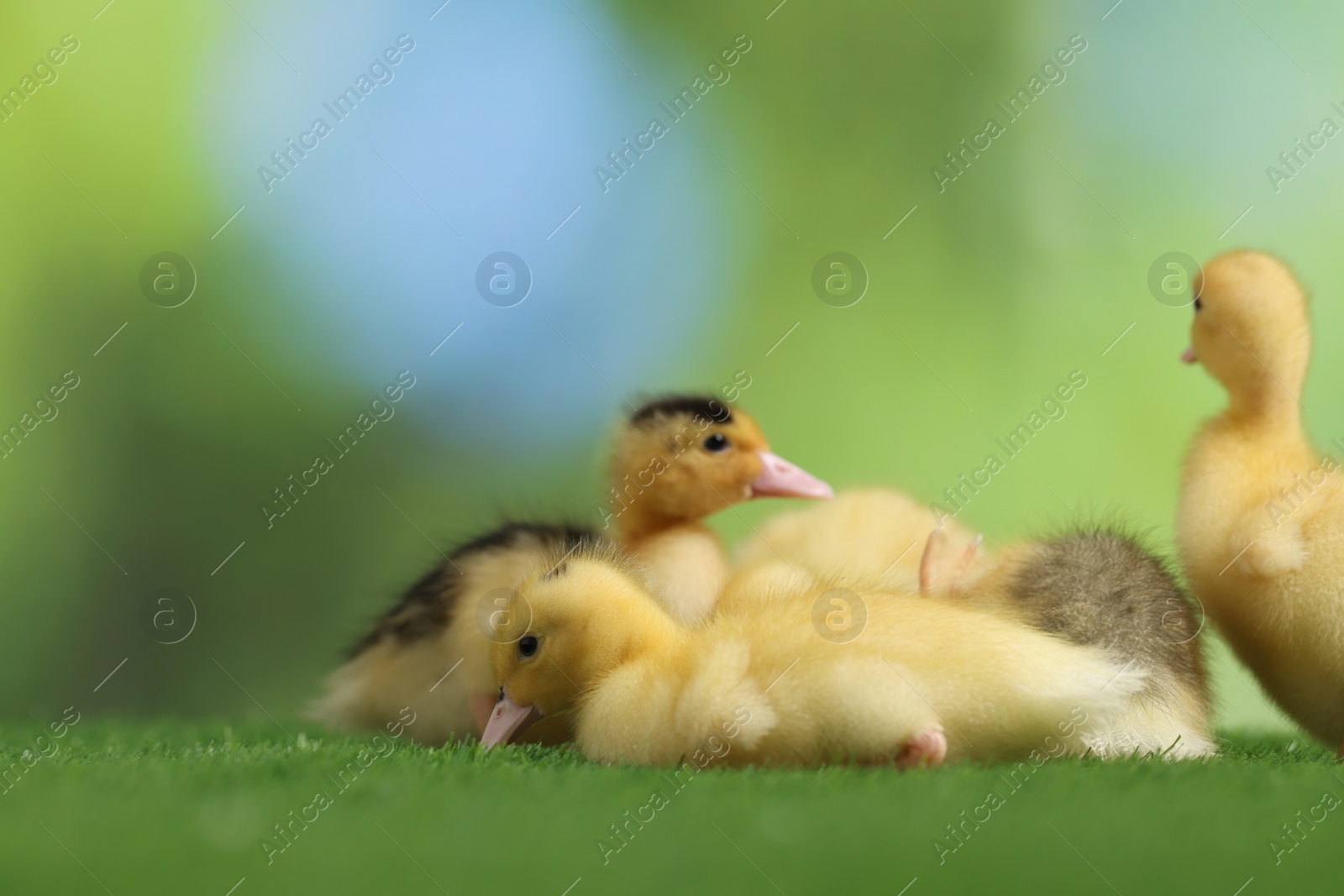 Photo of Cute fluffy ducklings on artificial grass against blurred background, closeup. Baby animals