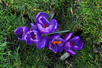 Photo of Beautiful purple crocus flowers growing in garden, top view