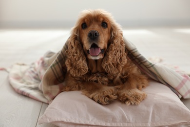 Cute English cocker spaniel dog with plaid and pillow on floor