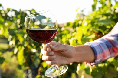 Photo of Man holding glass of wine in vineyard, closeup