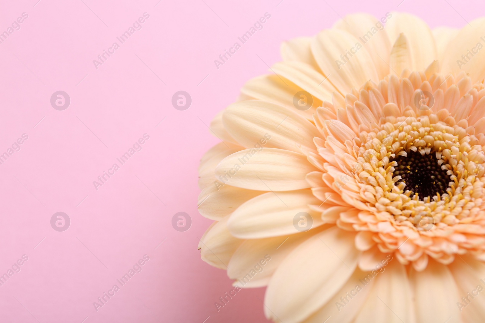 Photo of One beautiful tender gerbera flower on pink background, closeup. Space for text