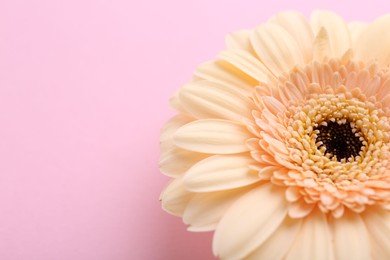 One beautiful tender gerbera flower on pink background, closeup. Space for text