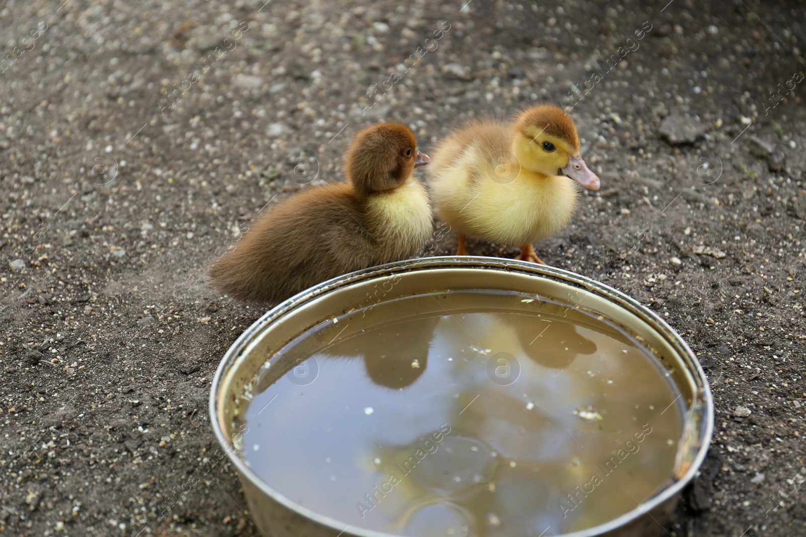 Photo of Cute fluffy ducklings near bowl of water in farmyard