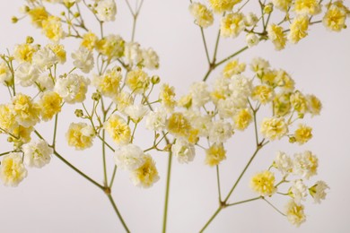 Photo of Beautiful colorful gypsophila flowers on white background, closeup