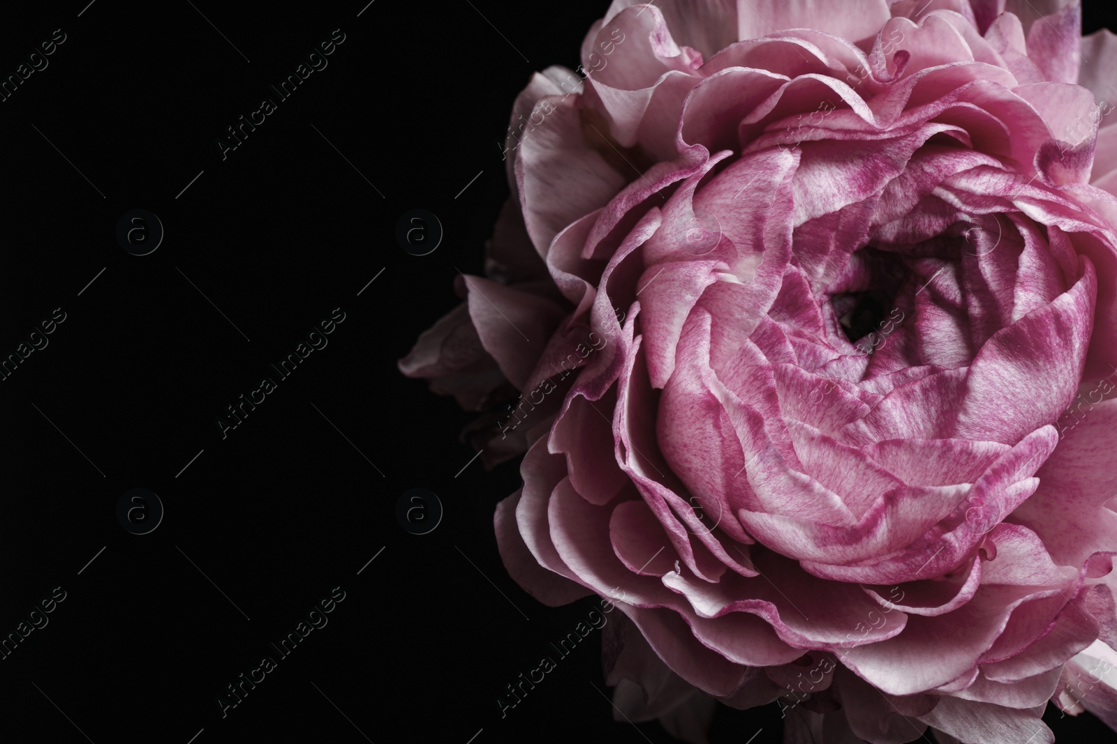Photo of Beautiful fresh ranunculus on black background, closeup. Floral card design with dark vintage effect