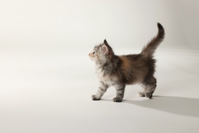 Photo of Beautiful kitten on white background. Cute pet
