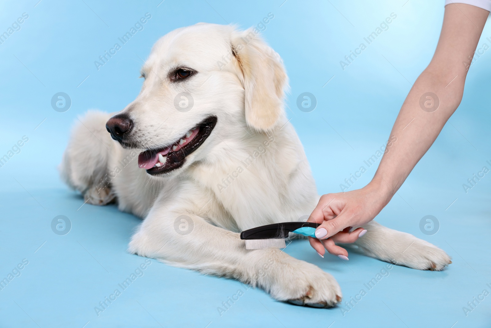 Photo of Woman brushing cute Labrador Retriever dog's hair on light blue background, closeup