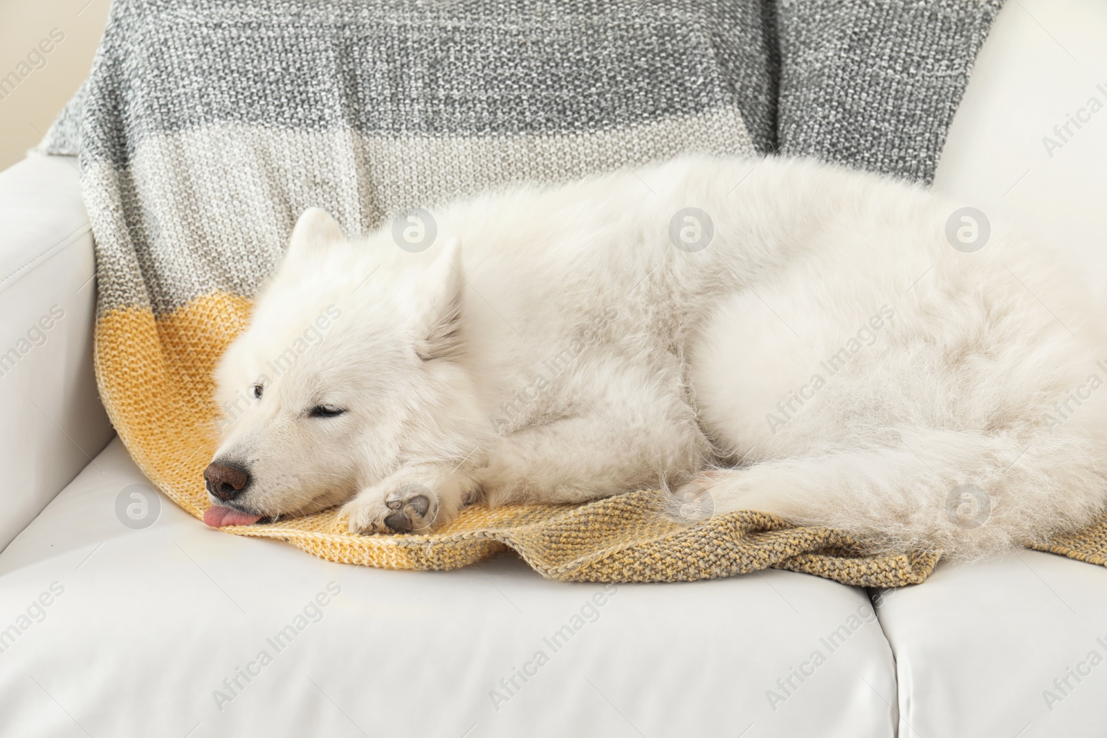 Photo of Adorable Samoyed dog lying on soft blanket. Perfect sleeping place