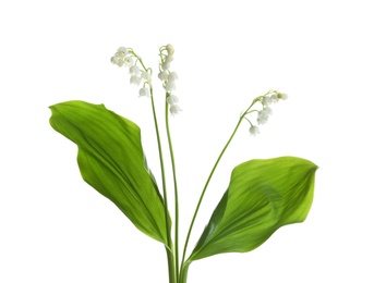 Photo of Beautiful fragrant lily of the valley flowers on white background