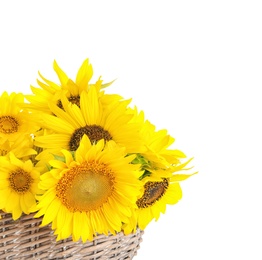 Wicker basket with beautiful yellow sunflowers on white background