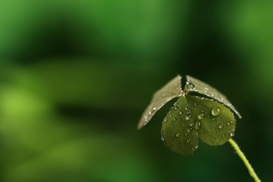 Photo of Beautiful green leaves with dew drops on blurred background, space for text