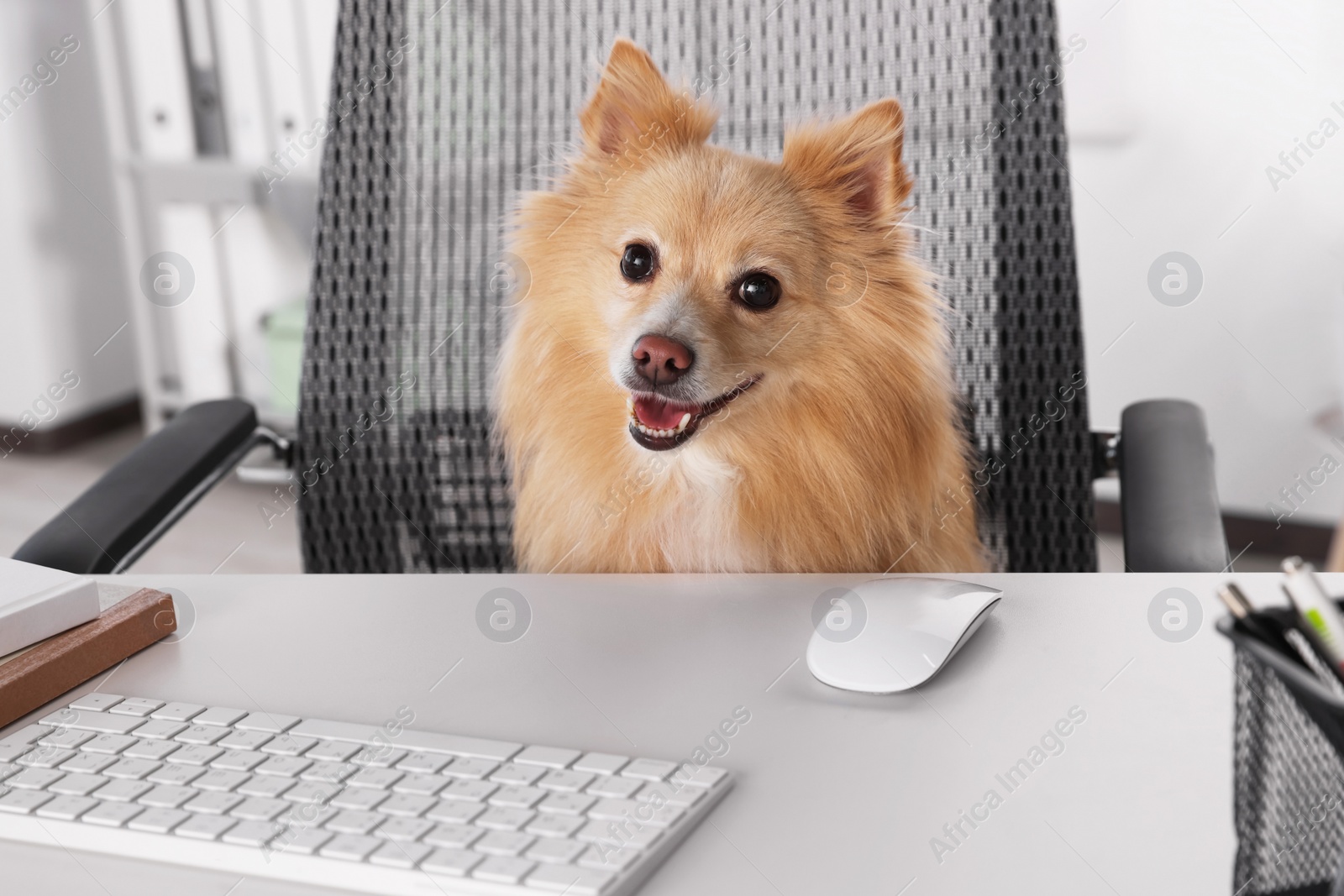 Photo of Cute Pomeranian spitz dog at table in office