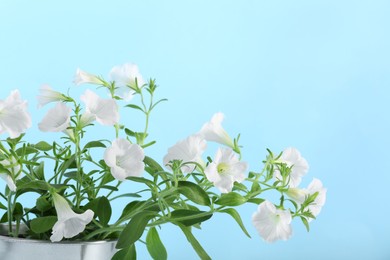 White flowers in metal pot on light blue background, closeup. Space for text