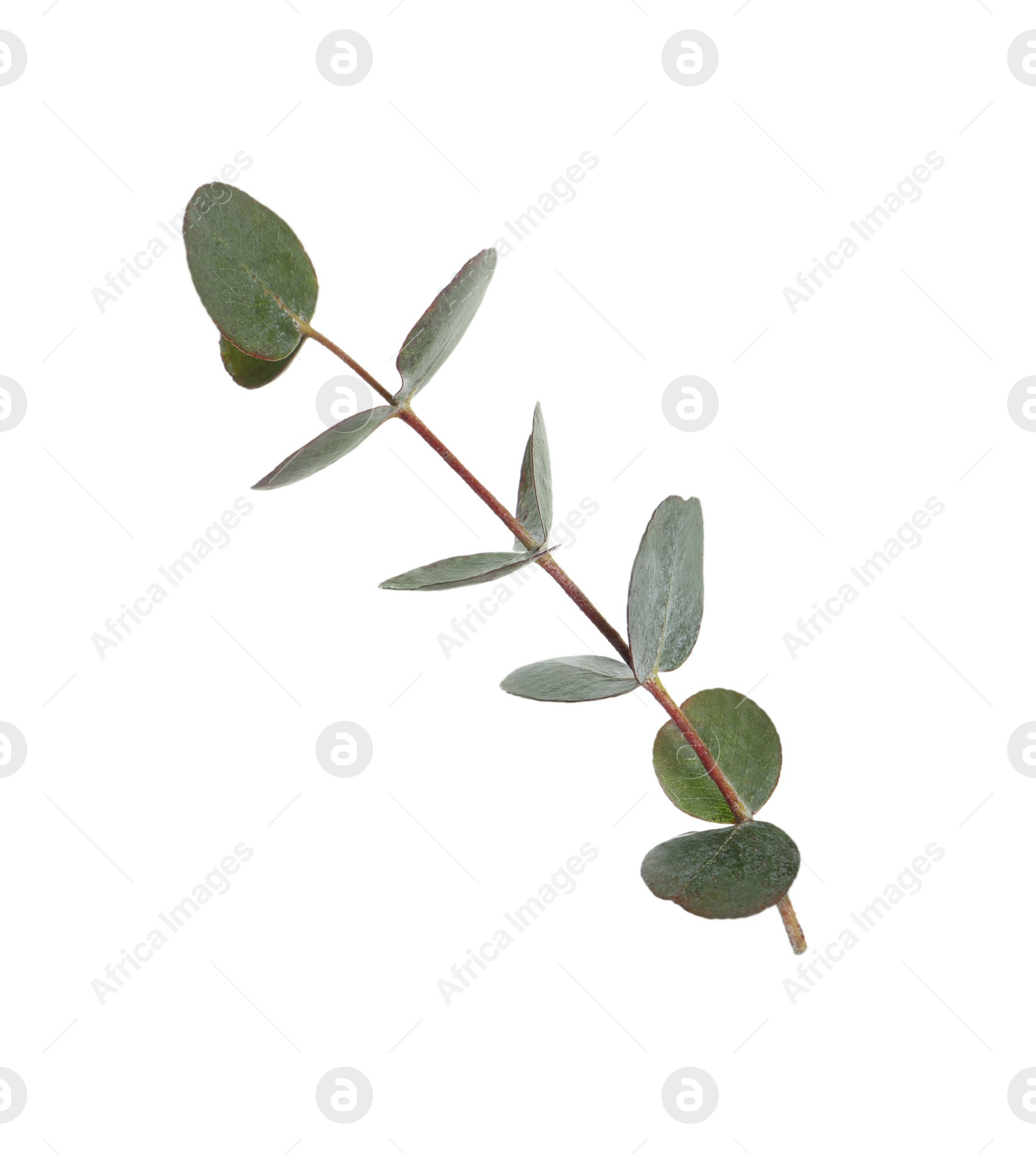 Photo of Eucalyptus branch with fresh leaves isolated on white