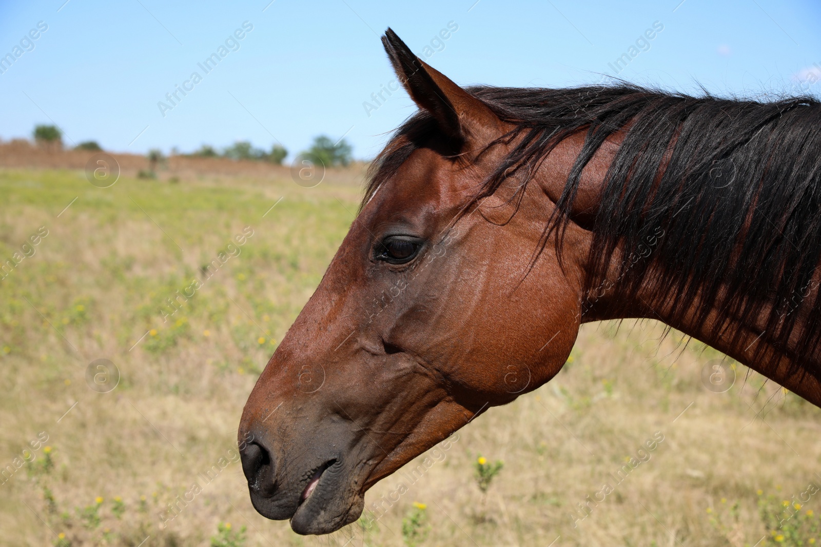 Photo of Chestnut horse outdoors on sunny day, closeup. Beautiful pet