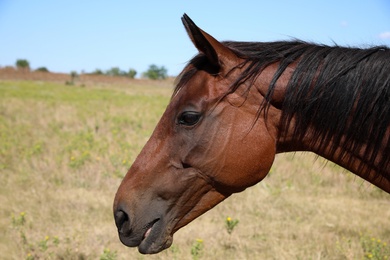 Chestnut horse outdoors on sunny day, closeup. Beautiful pet