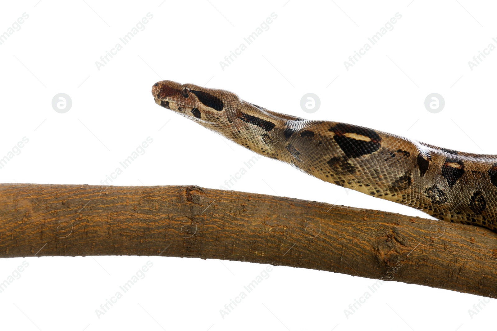 Photo of Brown boa constrictor on tree branch against white background