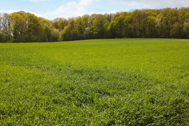 Beautiful view of field with green grass and trees