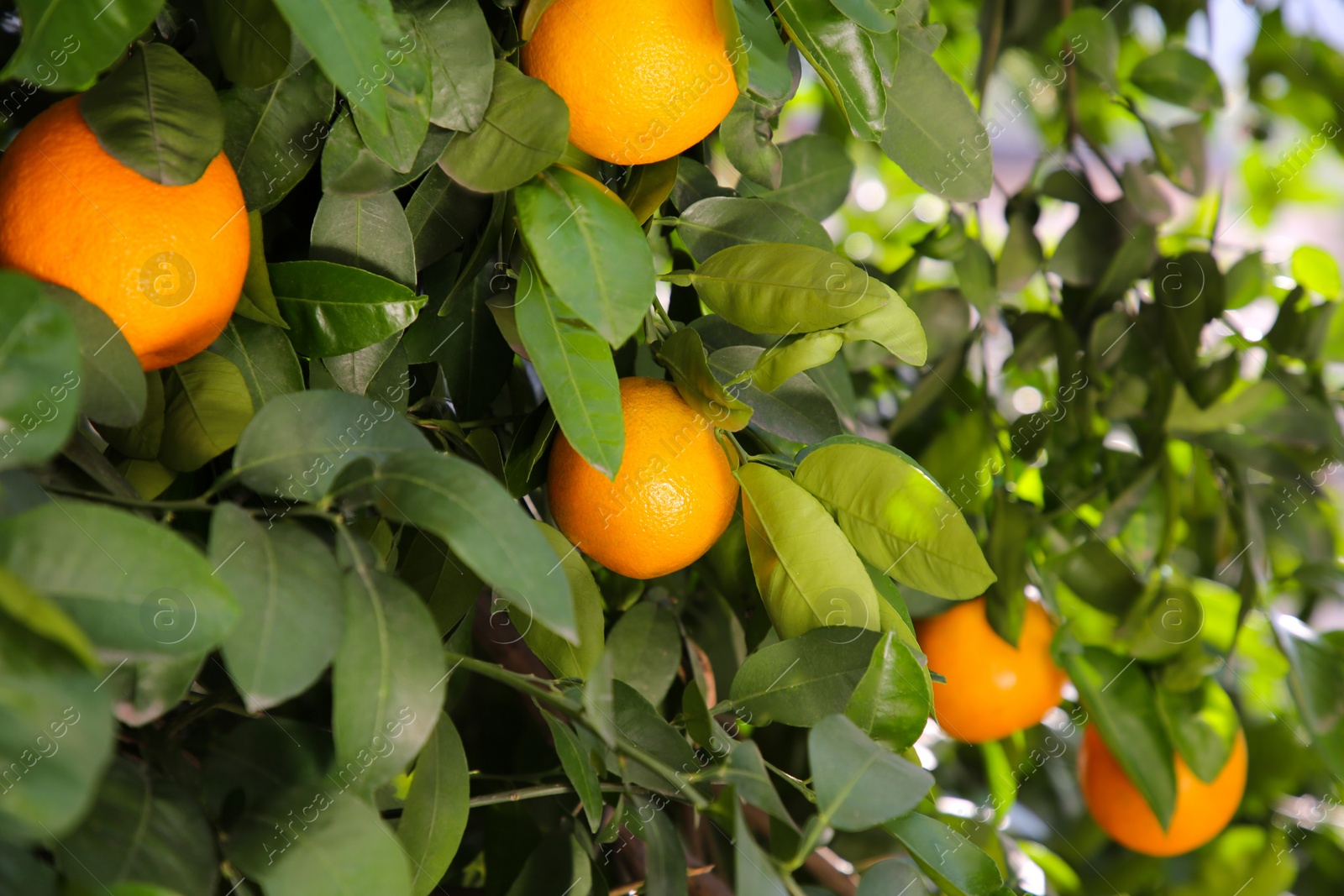 Photo of Fresh ripe oranges growing on tree outdoors