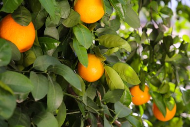 Photo of Fresh ripe oranges growing on tree outdoors