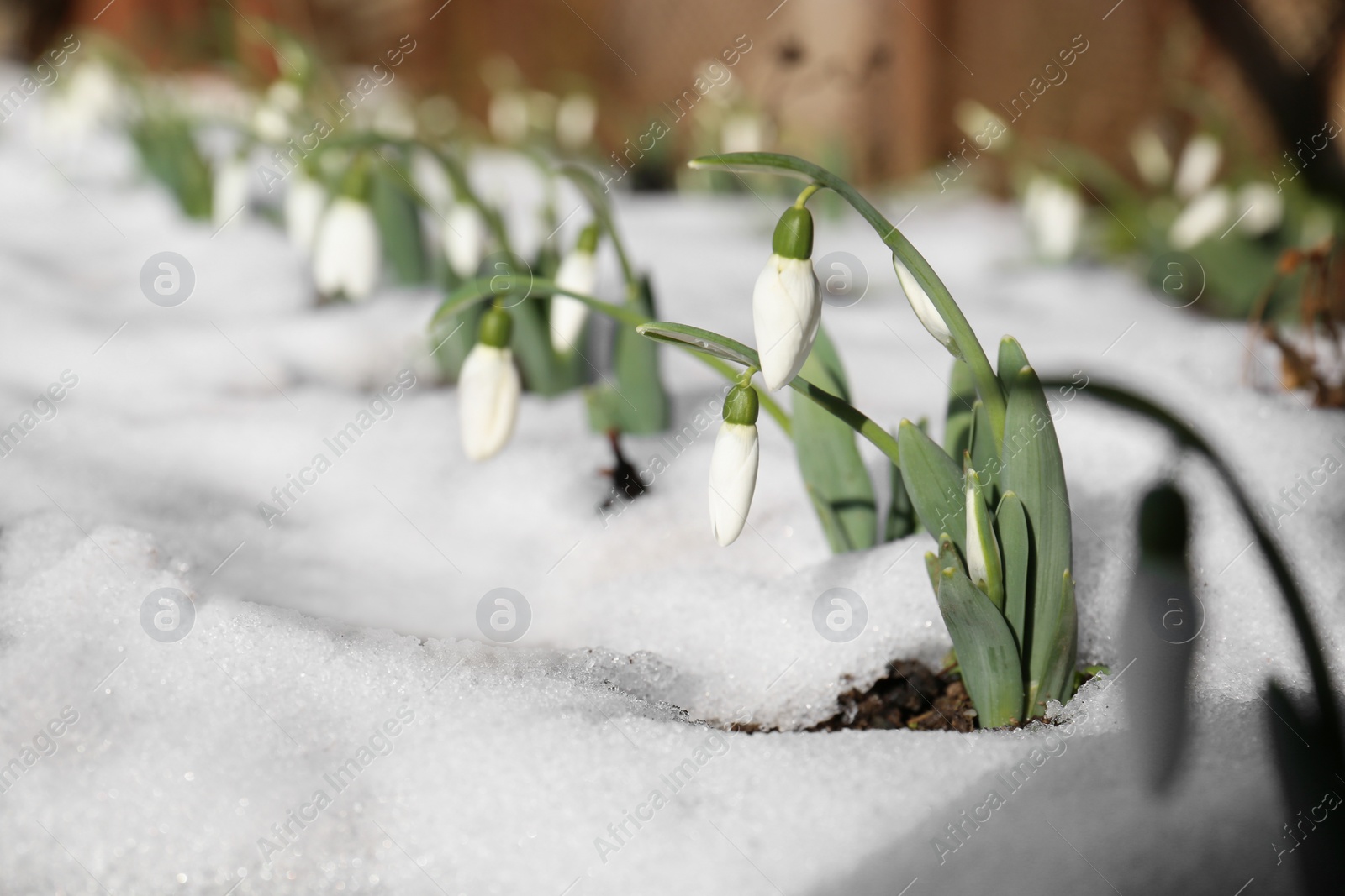 Photo of Beautiful blooming snowdrops growing in snow outdoors, space for text. Spring flowers