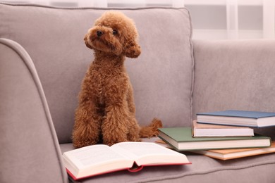 Cute Maltipoo dog with books on armchair indoors. Lovely pet