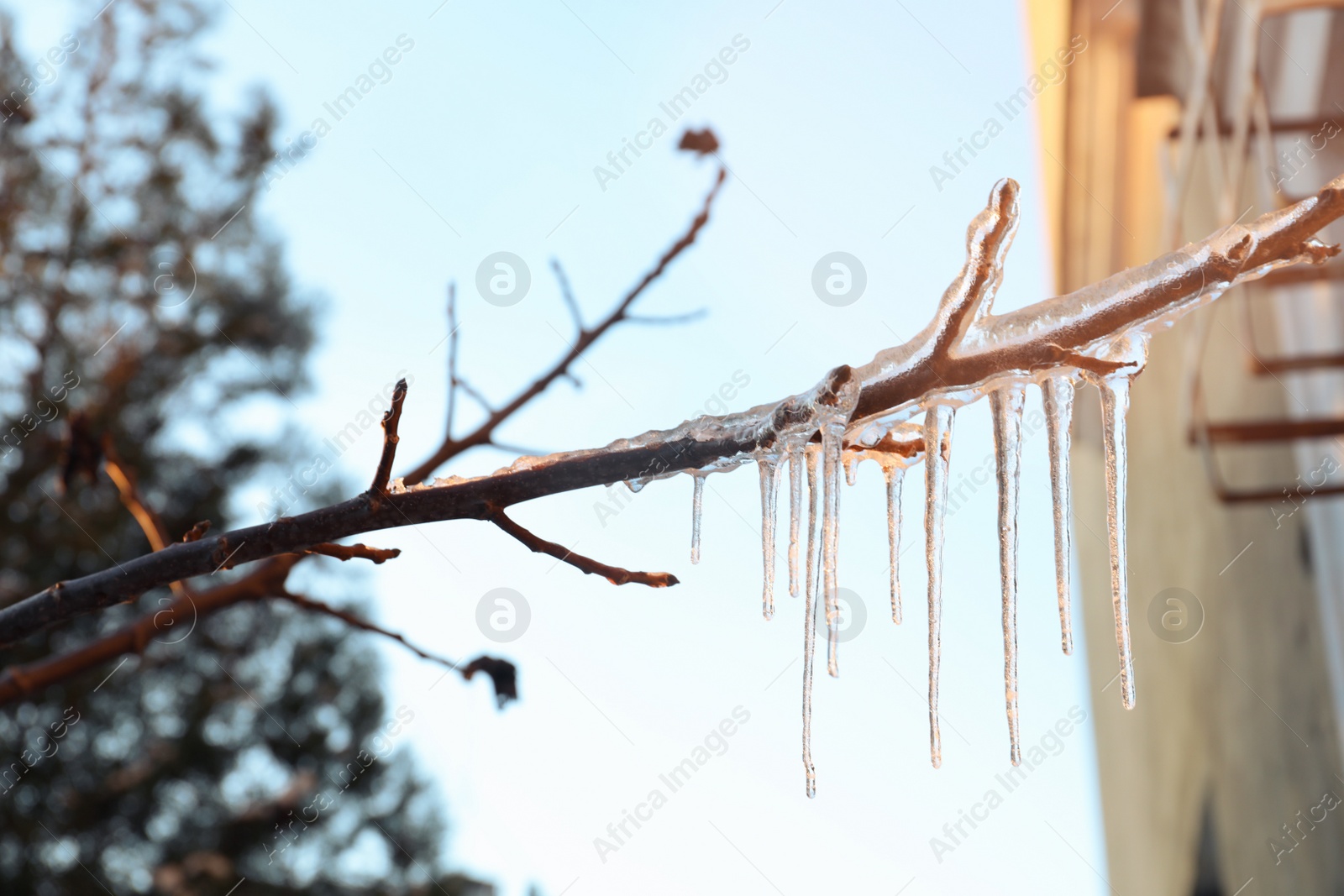 Photo of Tree branch covered with ice outdoors in winter, closeup