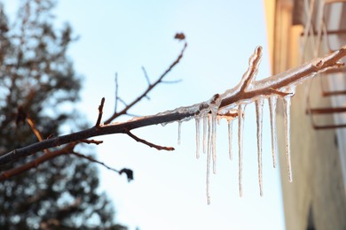 Tree branch covered with ice outdoors in winter, closeup