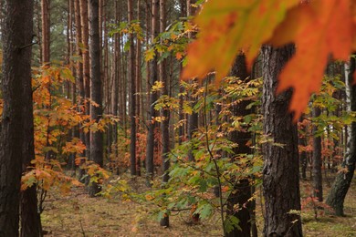 Photo of Beautiful trees with colorful leaves in forest. Autumn season