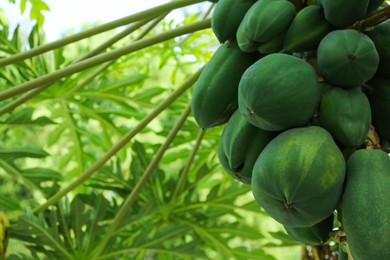 Unripe papaya fruits growing on tree outdoors, closeup. Space for text